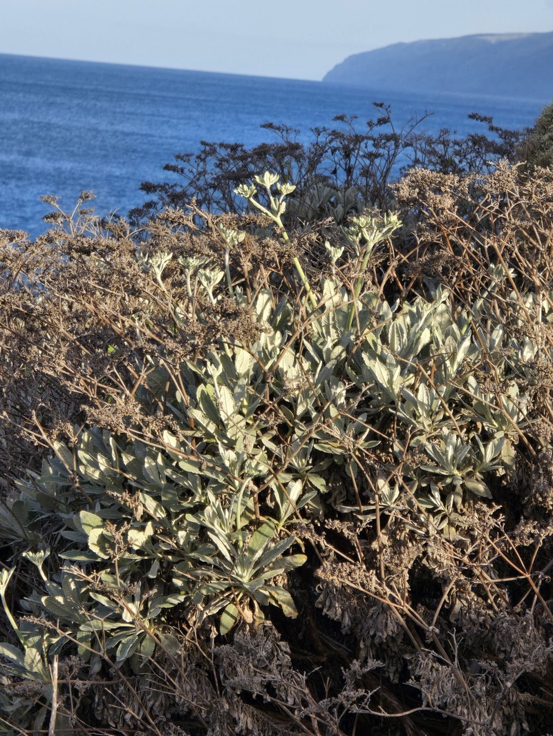 Eriogonum giganteum var. formosum photo 8