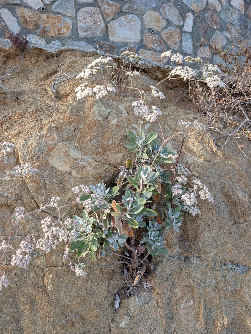 Eriogonum giganteum var. giganteum