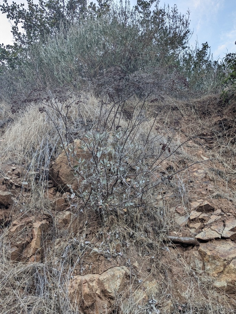 Eriogonum giganteum var. giganteum photo 2