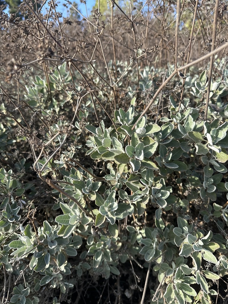 Eriogonum giganteum var. giganteum photo 3