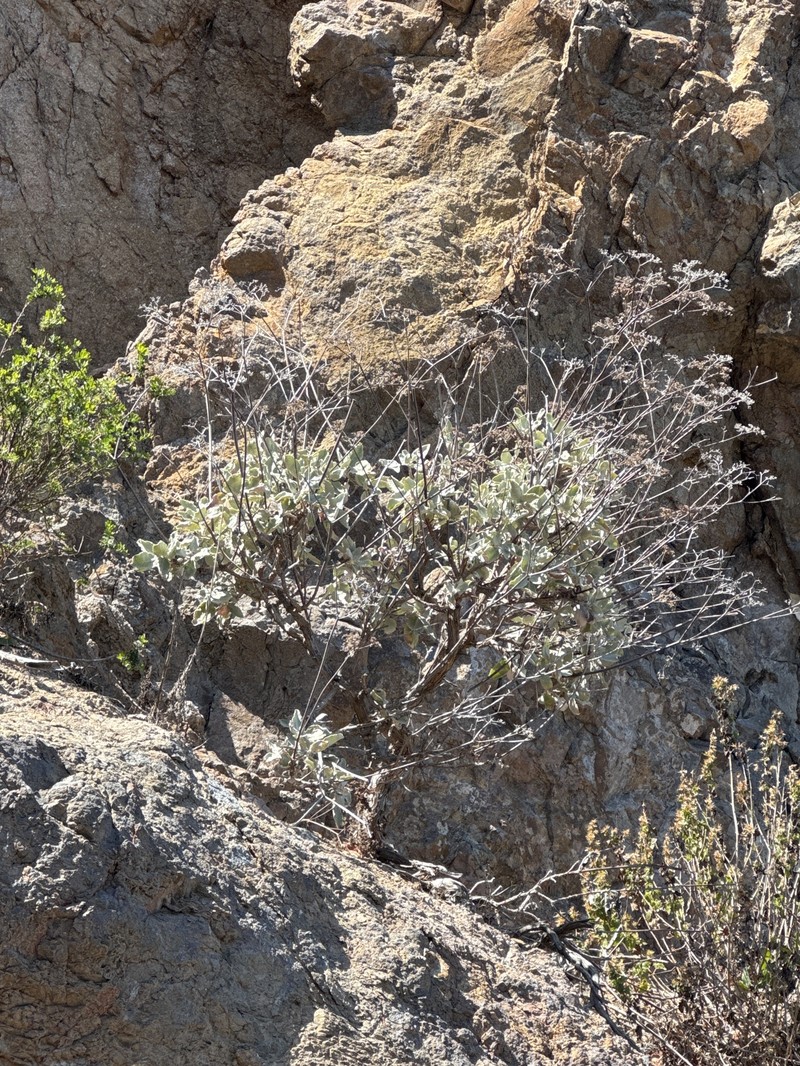 Eriogonum giganteum var. giganteum photo 4