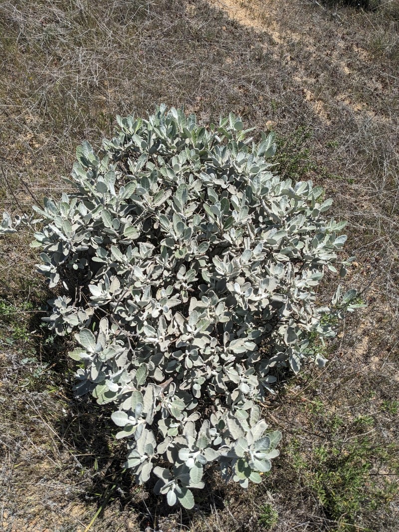 Eriogonum giganteum var. giganteum photo 5