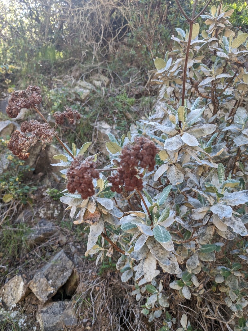 Eriogonum giganteum var. giganteum photo 6
