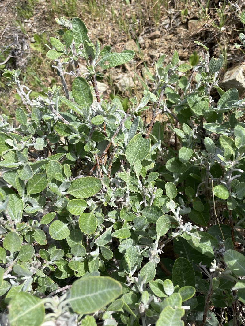 Eriogonum giganteum var. giganteum photo 7