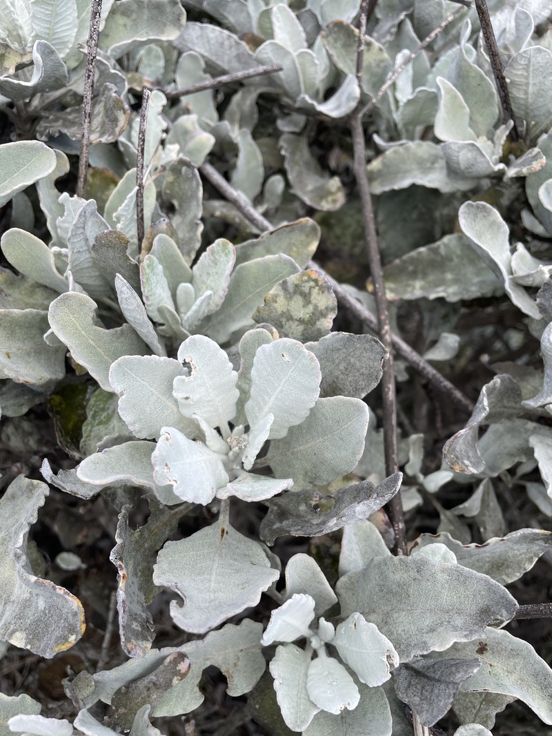 Eriogonum giganteum var. giganteum photo 8