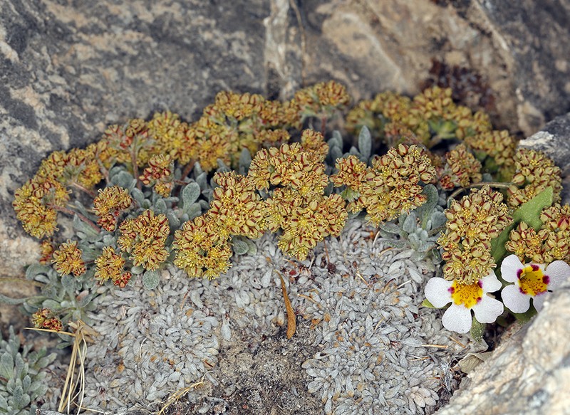 Gilman's Buckwheat