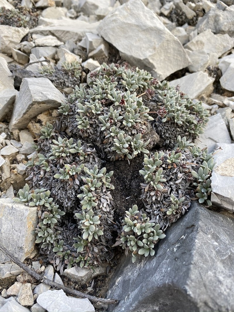 Gilman's Buckwheat photo 2