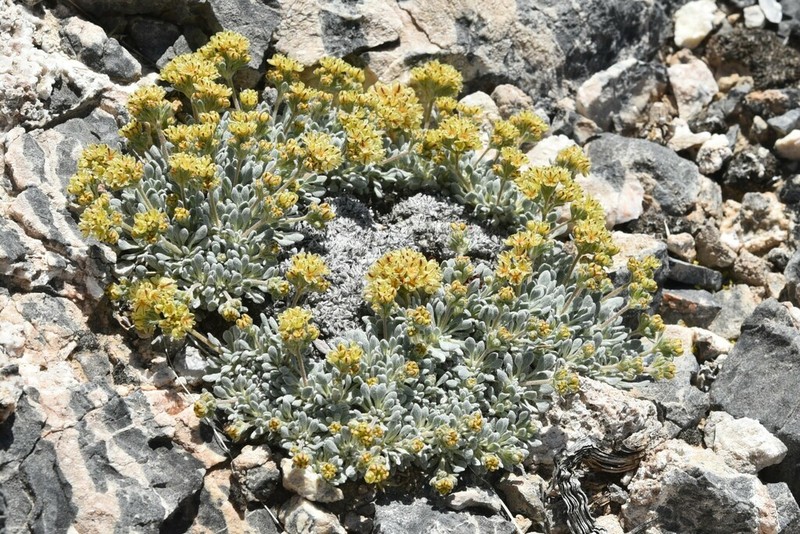 Gilman's Buckwheat photo 3