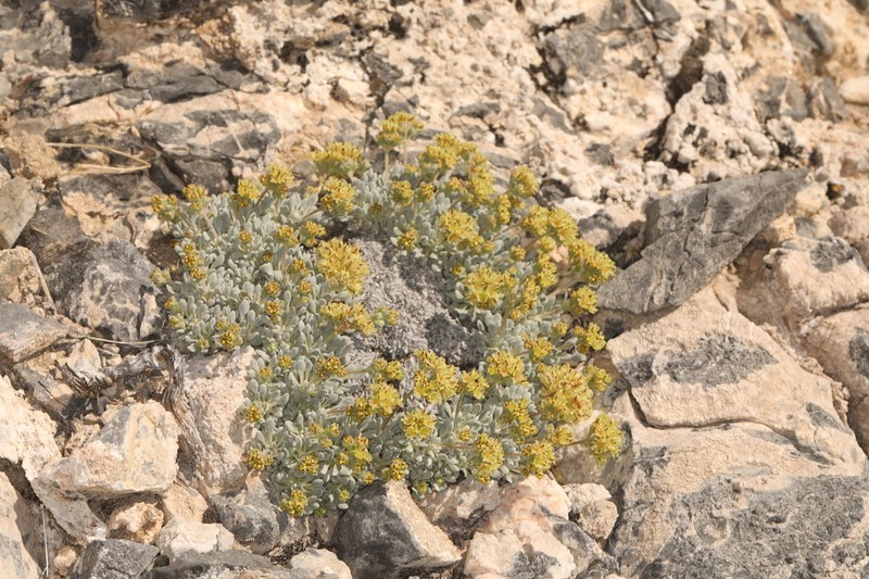 Gilman's Buckwheat photo 4