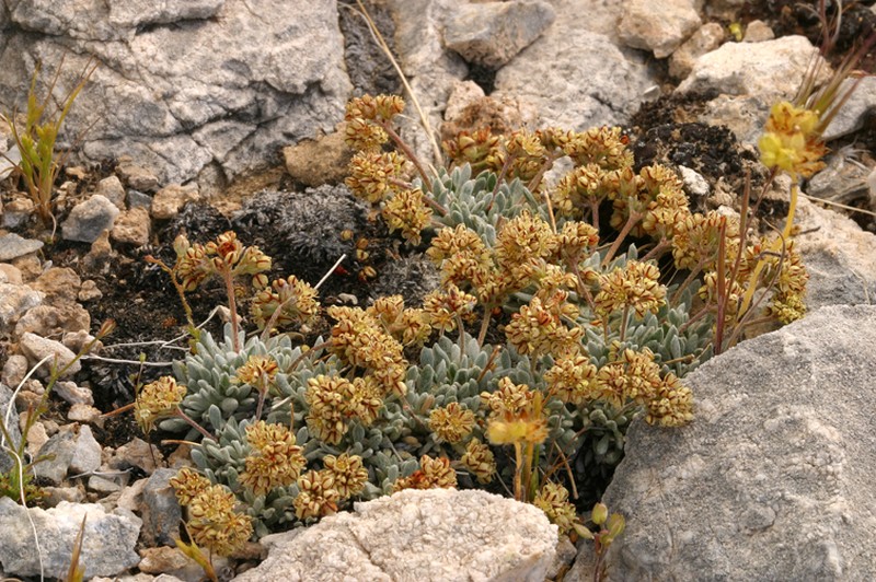 Gilman's Buckwheat photo 5