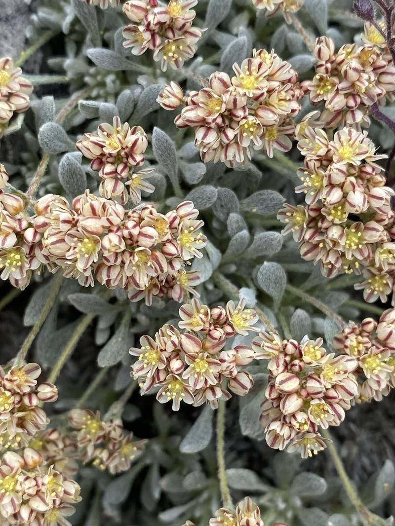 Gilman's Buckwheat photo 6