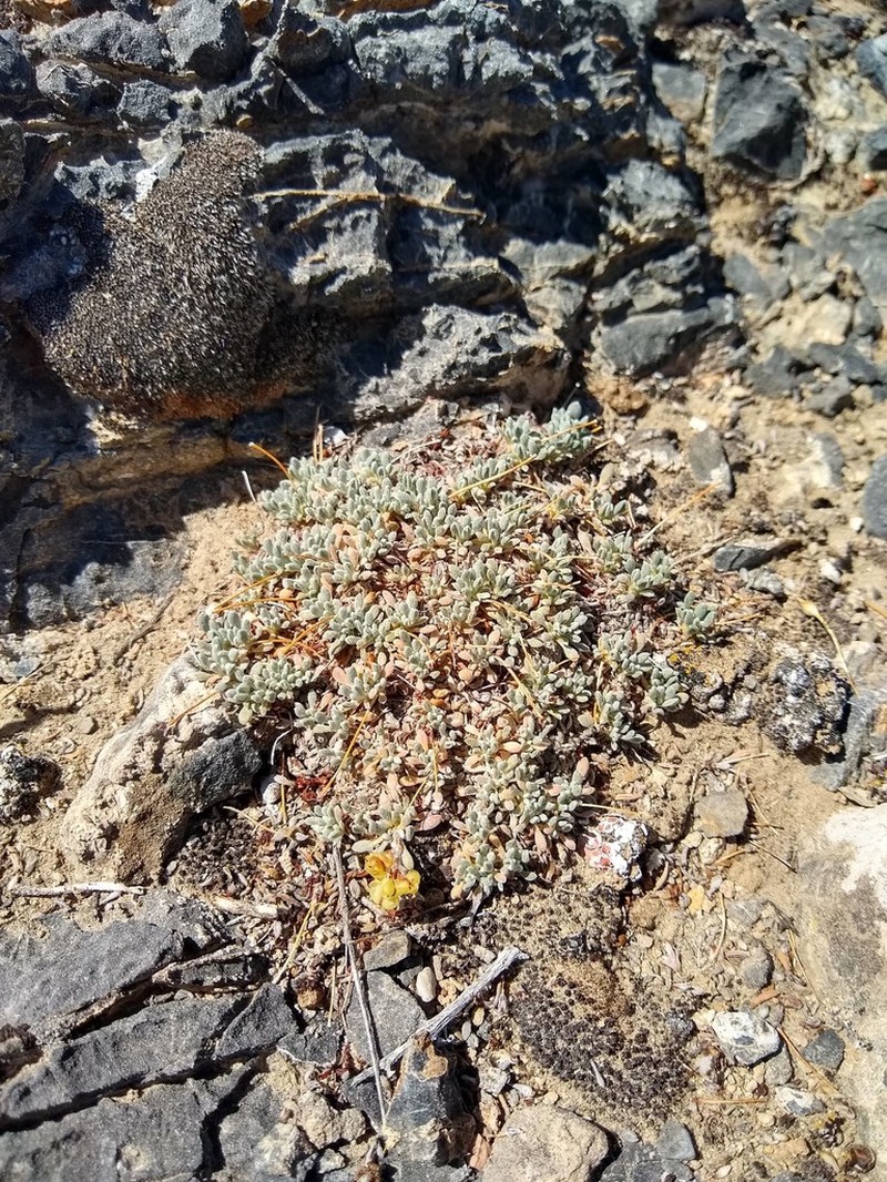 Gilman's Buckwheat photo 7