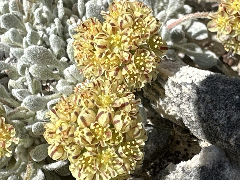 Gilman's Buckwheat photo 8