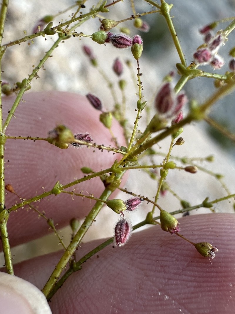 Acorn Buckwheat