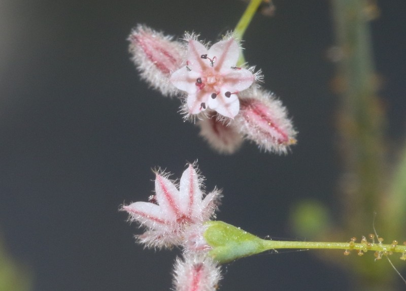 Acorn Buckwheat photo 3