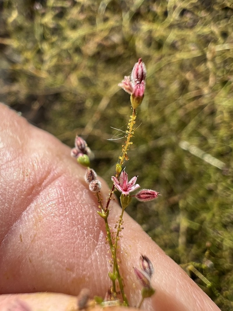 Acorn Buckwheat photo 4