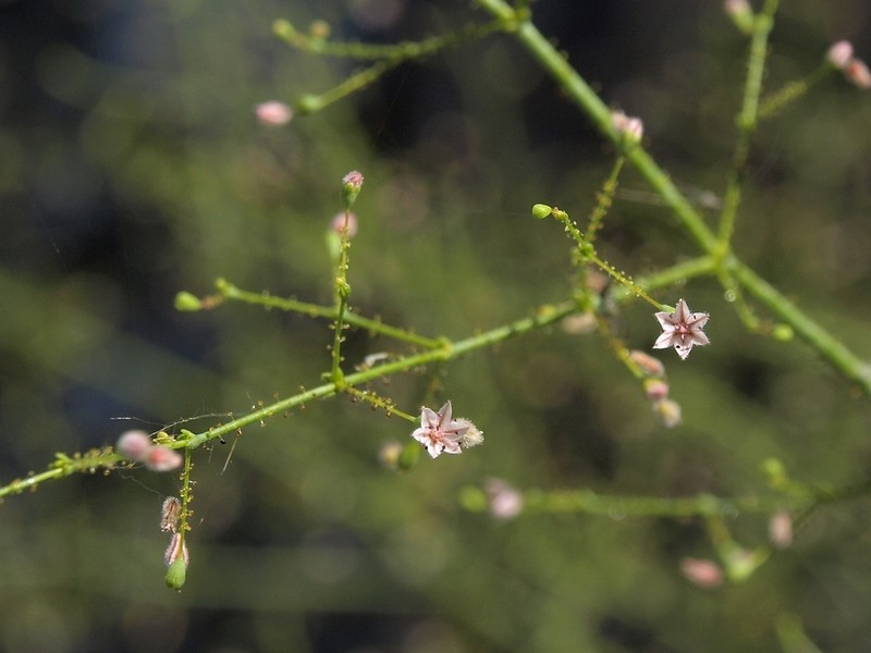 Acorn Buckwheat photo 5