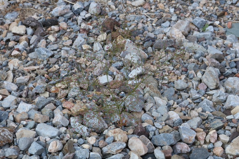 Acorn Buckwheat photo 8