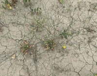 Gordon's Buckwheat