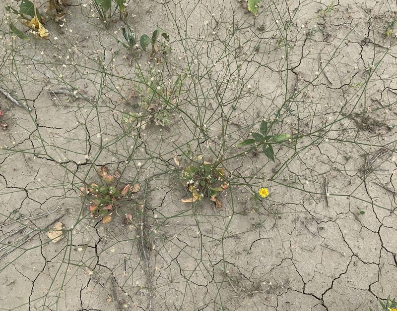 Gordon's Buckwheat