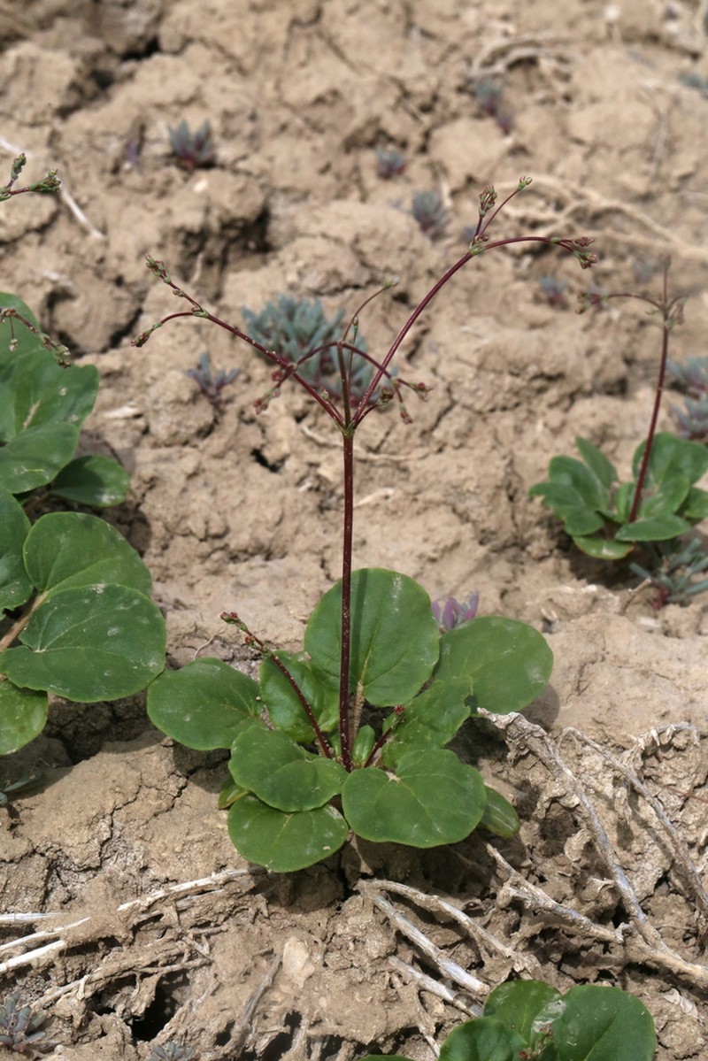 Gordon's Buckwheat photo 2