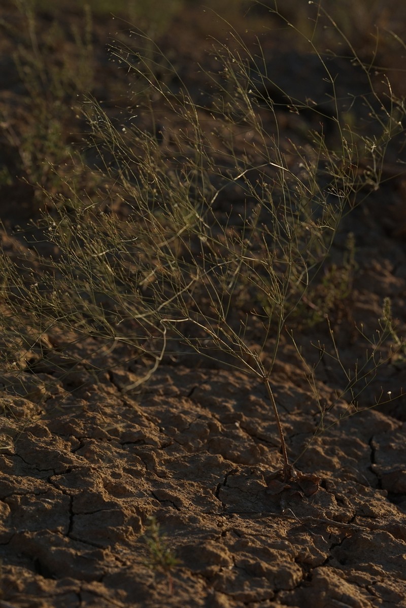 Gordon's Buckwheat photo 3