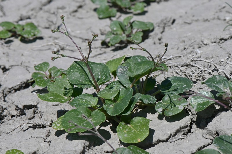 Gordon's Buckwheat photo 4