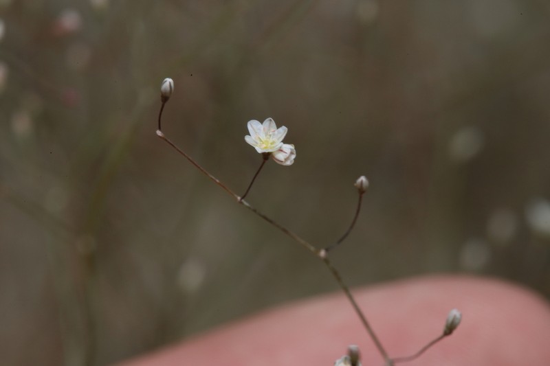 Gordon's Buckwheat photo 6