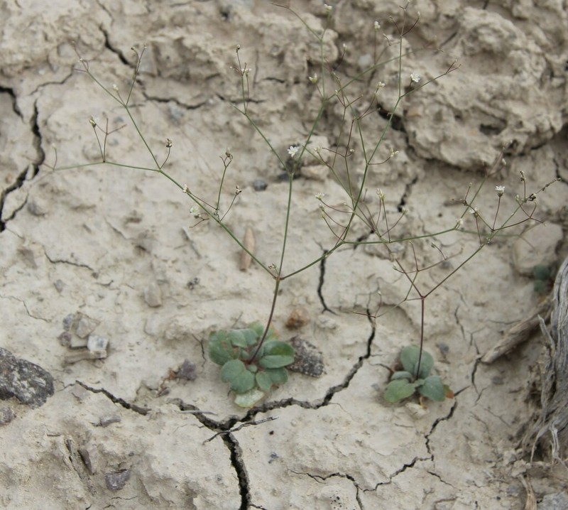 Gordon's Buckwheat photo 7