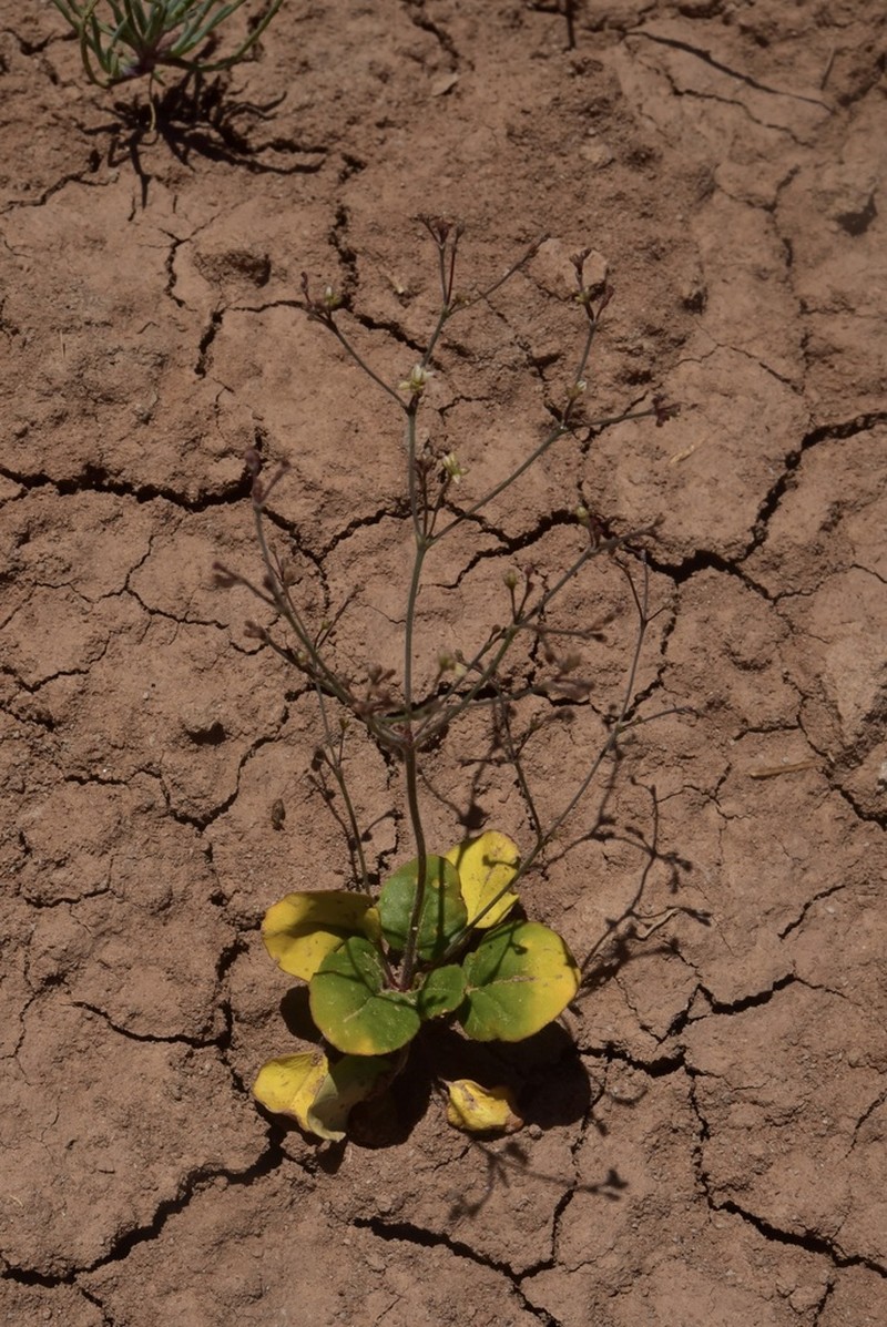 Gordon's Buckwheat photo 8