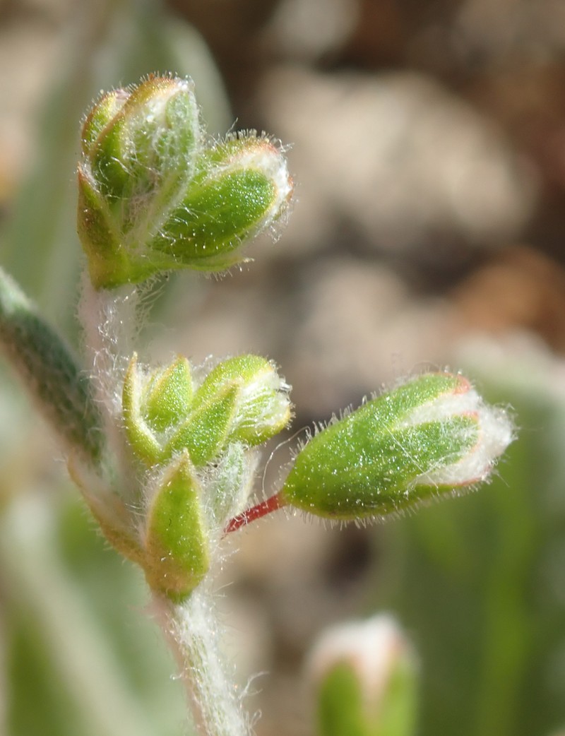 Cottony Buckwheat