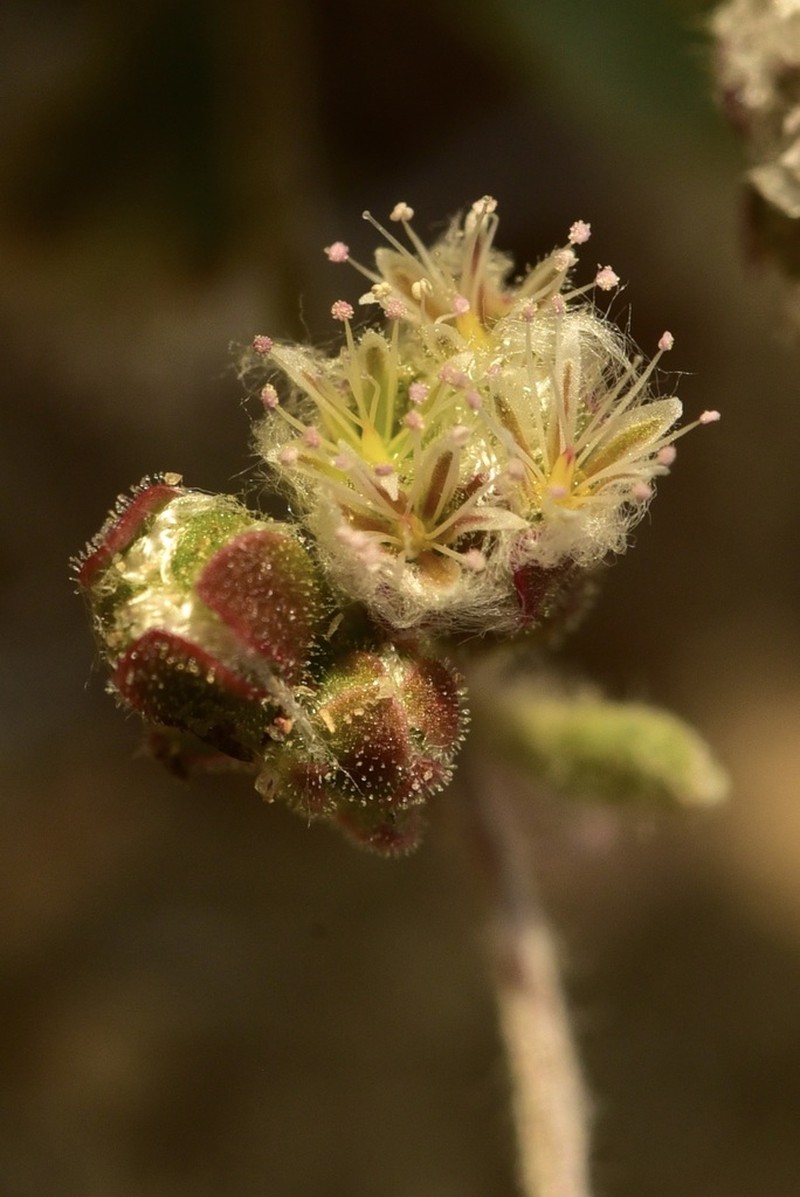 Cottony Buckwheat photo 2