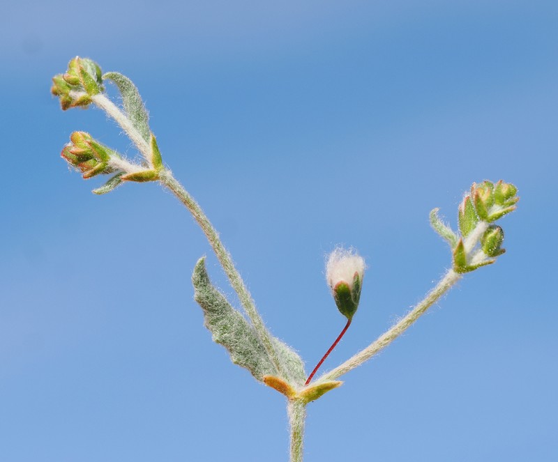 Cottony Buckwheat photo 3