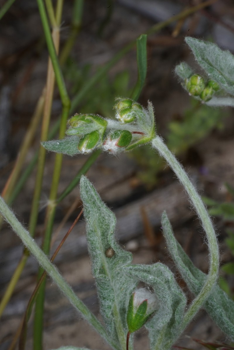 Cottony Buckwheat photo 4