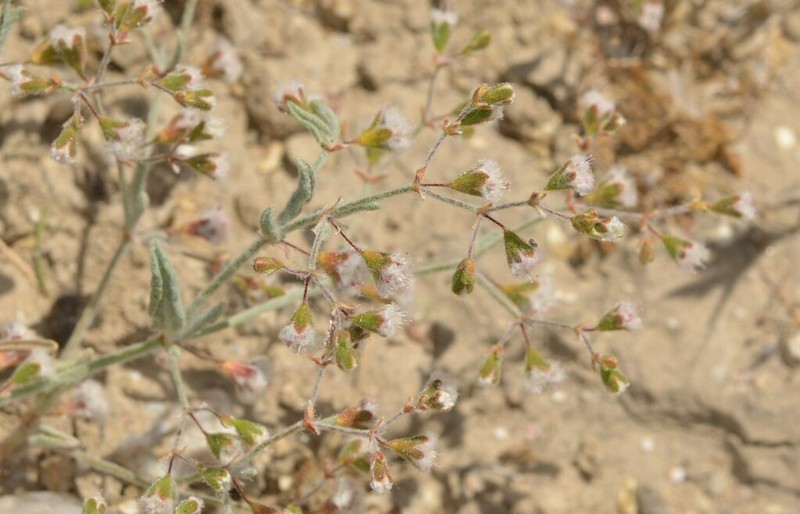 Cottony Buckwheat photo 5
