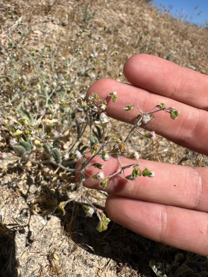 Cottony Buckwheat photo 6