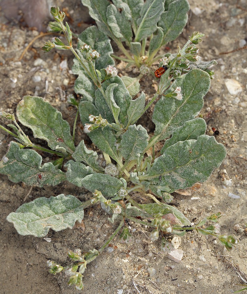 Cottony Buckwheat photo 7