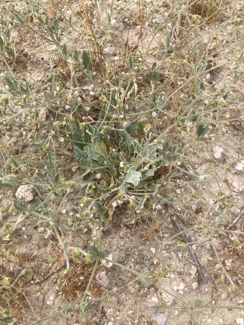 Cottony Buckwheat photo 8