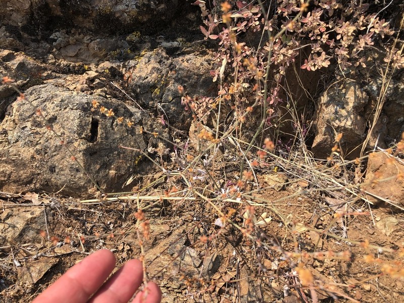 Slender Woolly Buckwheat