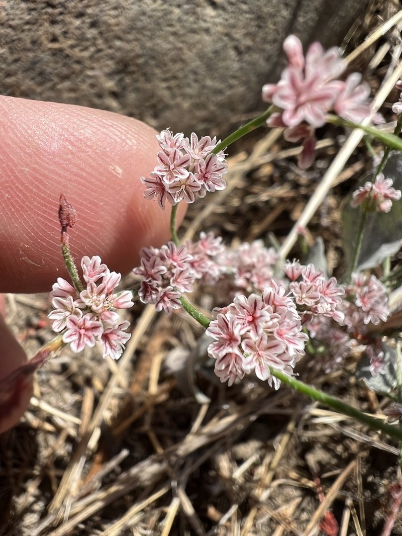 Slender Woolly Buckwheat photo 2
