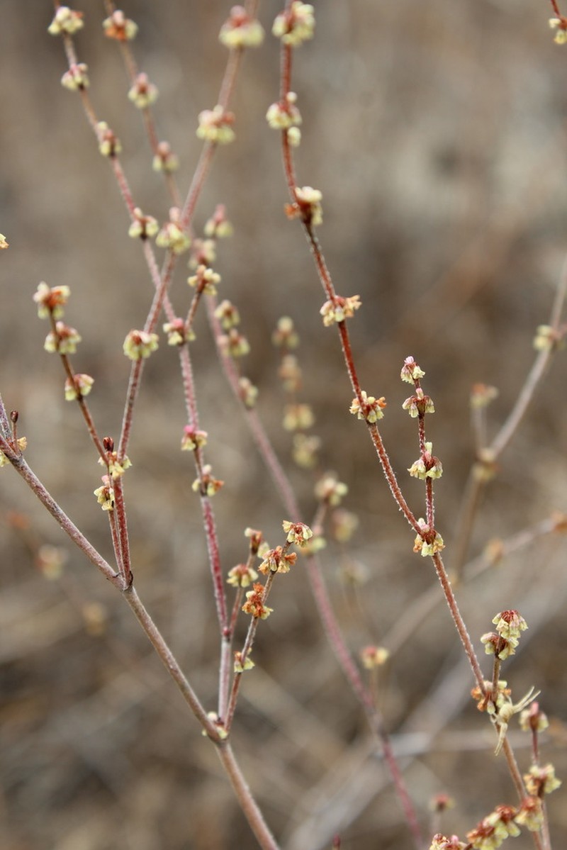 Slender Woolly Buckwheat photo 3