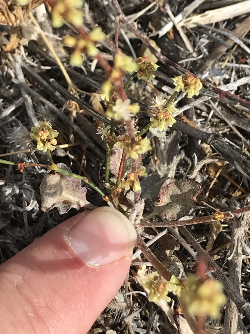 Slender Woolly Buckwheat photo 4