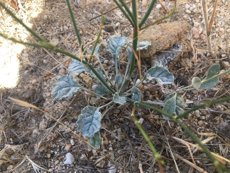 Slender Woolly Buckwheat photo 5