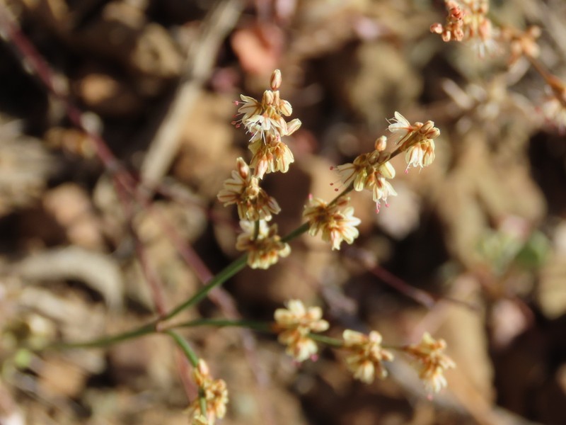 Slender Woolly Buckwheat photo 6