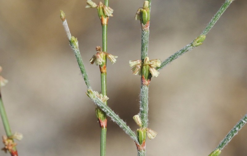 Slender Woolly Buckwheat photo 7