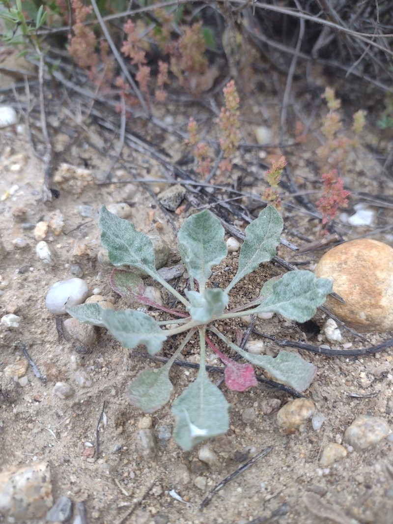 Slender Woolly Buckwheat photo 8