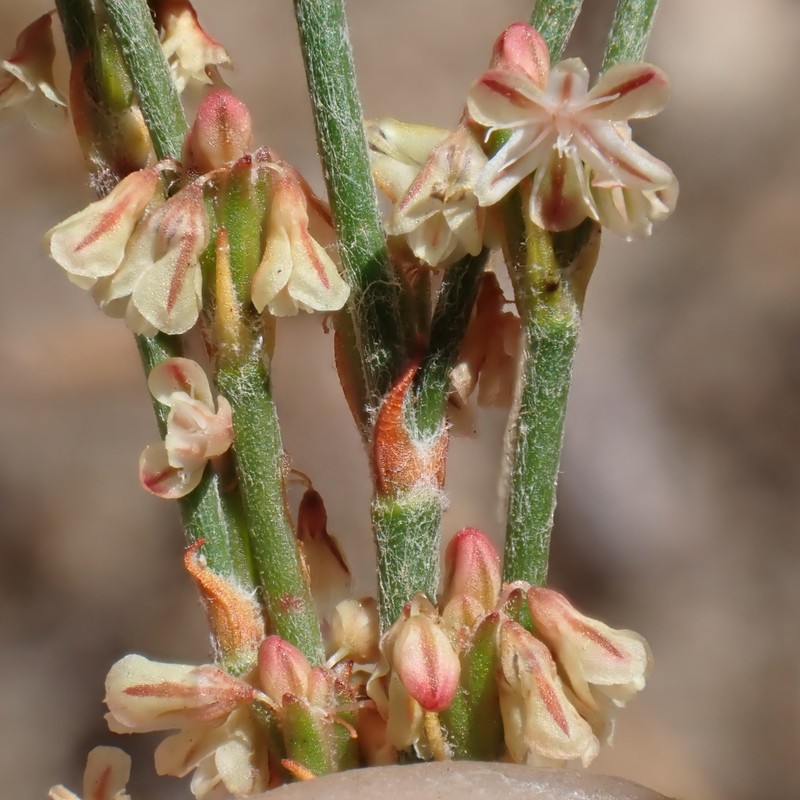 Eriogonum gracile var. gracile