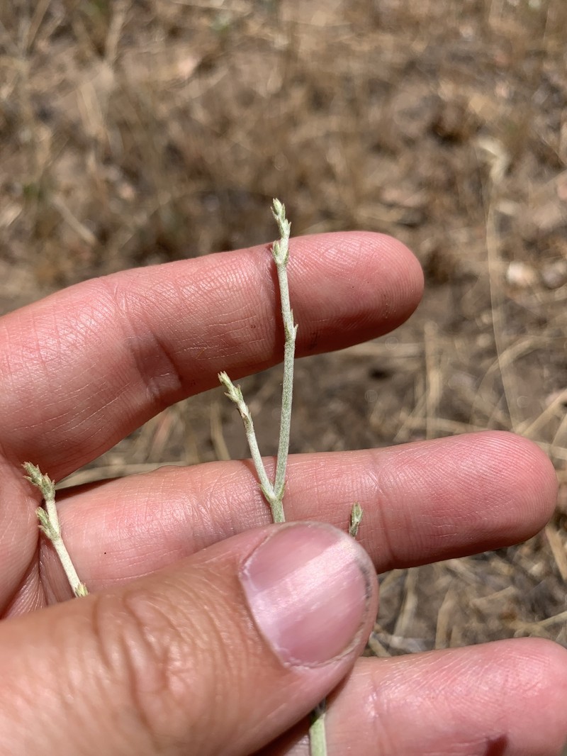 Eriogonum gracile var. gracile photo 2