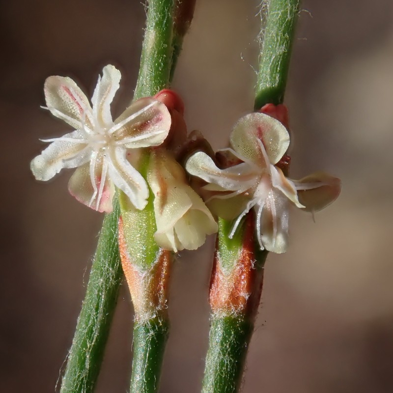 Eriogonum gracile var. gracile photo 3