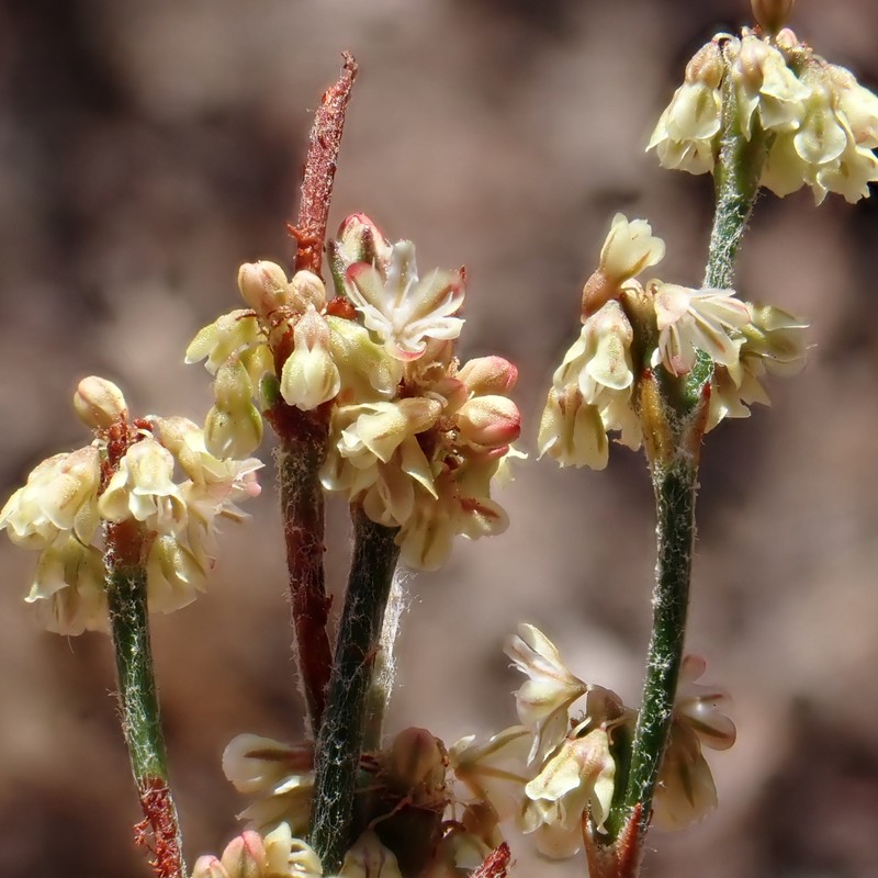 Eriogonum gracile var. gracile photo 4